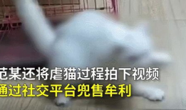 虐猫视频,人性与道德的拷问